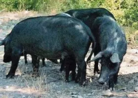 Parco dell’Alcantara, vertice sull’emergenza: gravi danni alle aziende nelle aree protette